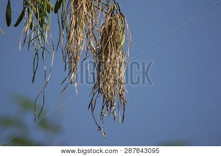 Brown Pods Of  Blackboard Tree