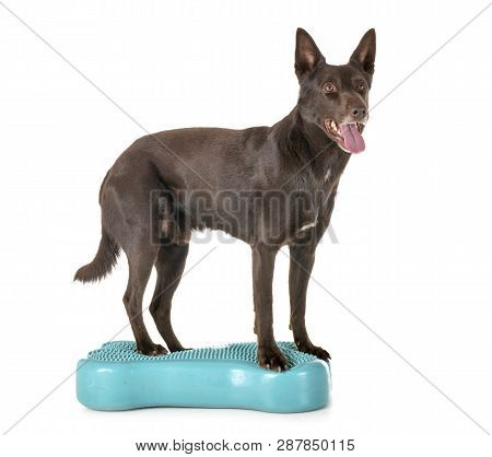 Australian Kelpie In Front Of White Background