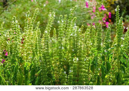 Tibetan Lofant Or Agastasis Wrinkled. Garden Decoration And Medical Herb Plant At Sunny Rays. Limite