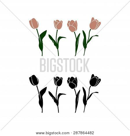 Vector Simpleline Art Tulp For Coloring Book With Example Colors