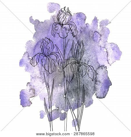 Vector Drawing Flowers Of Tirises At Violet Watercolor Background, Floral Element, Hand Drawn Illust