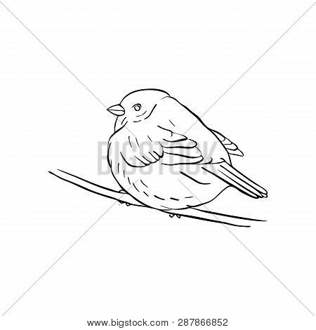 Vector Line Drawing Vector Photo Free Trial Bigstock