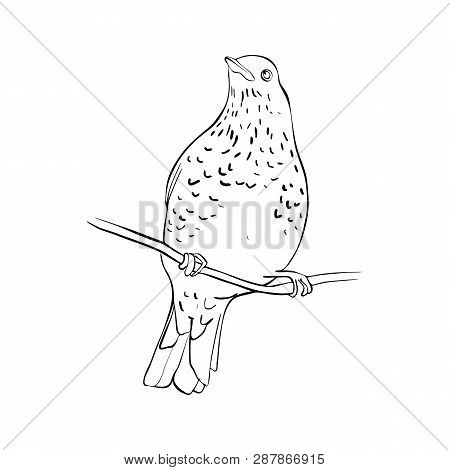 Vector Line Drawing Bird Sitting At Tree Branch, Sketch Of Thrush, Hand Drawn Songbird, Isolated Nat