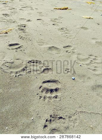 Grizzly Bear Foot Print Tracks In The Sand