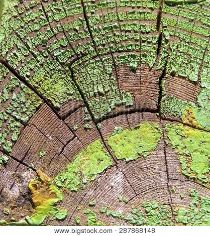 Peeling Green Paint On An Old Wood
