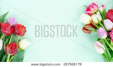 Bouquet Of Fresh Tulips Flowers Frame On Pastel Green Ment Background Banner With Copy Space