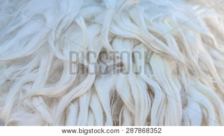 White Soft Wool Texture Background, Cotton Wool, Light Natural Sheep Wool, Close-up Texture Of White