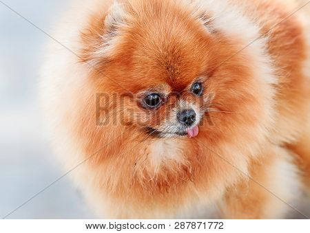 Portrait Of The Dog Red Pomeranian On The Blue Background , Closeup