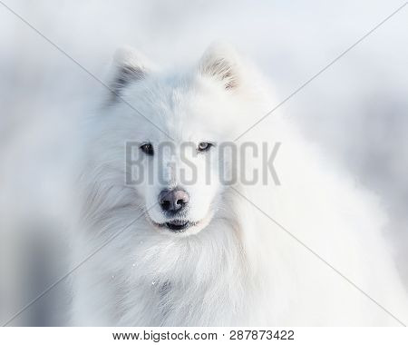 White Samoyed Dog Portrait On The Blurred Winter Background
