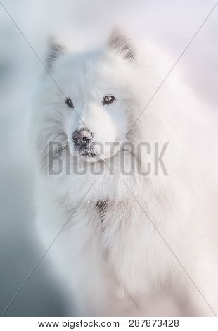 White Samoyed Dog On The Blurred Winter Background