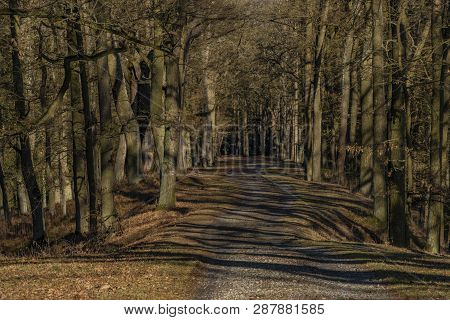 Path With Leaf Old Trees Near Rozmberk Pond In Winter Sunny Day