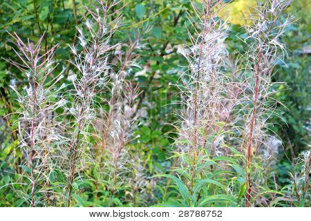Kuihtuneet Maitohorsma (Epilobium angustifolium)