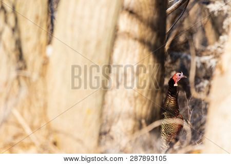 A Wild Turkey Walks Along The Tree Line In Scott City , Kansas