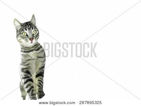 Tabby Cat On Two Legs Surprised With Big Eyes Open