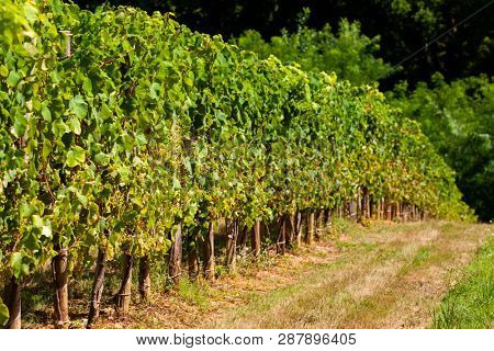 vineyard, Jurancon, France