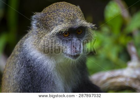 Blue Monkey Or Diademed Monkey (cercopithecus Mitis)  Close-up  In A Natural Environment. Jozani Chw