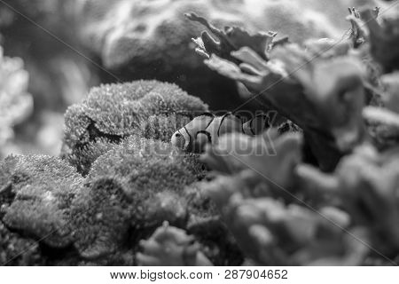 Clown Anemonefish (amphiprion Ocellaris) The Most Iconic Fish Of The Coral Reef