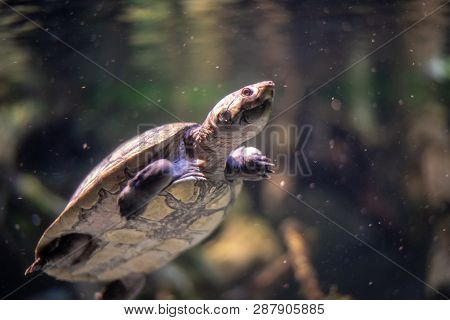 Arrau Turtle (podocnemis Expansa) Swimming In A River
