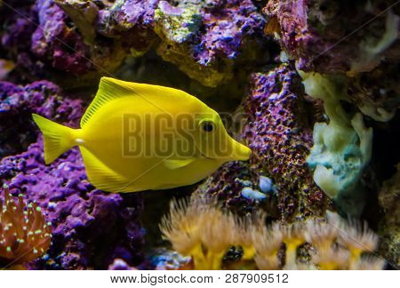 Yellow Tang Fish, One Of The Most Popular Fishes In Aquaculture, Tropical Fish From Hawaii