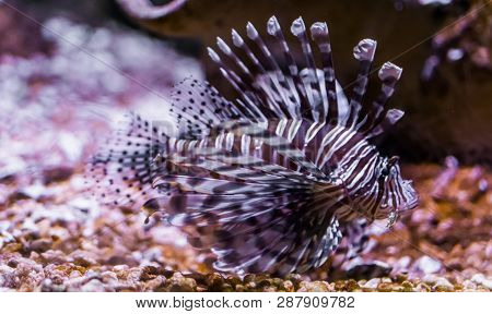 Portrait Of A Common Devil Fish, Beautiful Tropical Fish From Pacific Ocean, Popular Aquarium Pet In