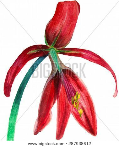Watercolor Hand Drawn Illustration Of Red Blossom Sprekelia