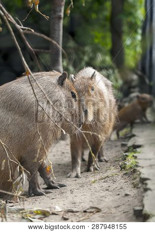 Capybara - Water Pig (hydrochaeris Hydrochaeris Linnaeus)