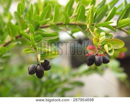 Carunda Or  Karonda Seeds Ripe Pink Or Red Colorful From The Tree. From The Local Village In Thailan