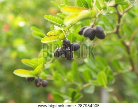 Carunda Or  Karonda Seeds Ripe Pink Or Red Colorful From The Tree. From The Local Village In Thailan