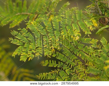 Leucaena Leaf , Green Leaf Background, Green Concept For Organic Life.