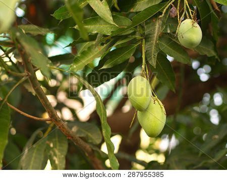 Closeup Of Hanging Mangoes From Mango Farm, Agricultural In Yasothon, Thailand.
