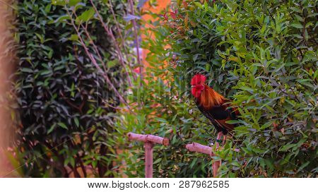 Beautiful Male Wild Chicken In A Green Bush