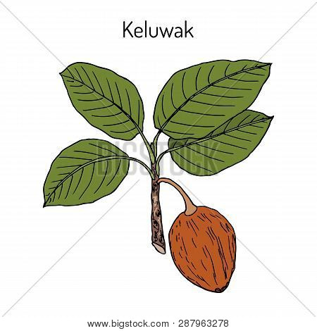 Keluwak Pangium Edule Eatable Plant. Hand Drawn Botanical Vector Illustration