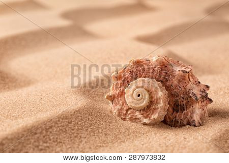 sea shell on beach in the sand. Sandy background with rippled lines and empty copy space and seashell. 