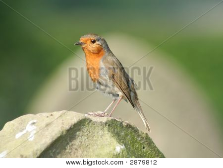 Robin