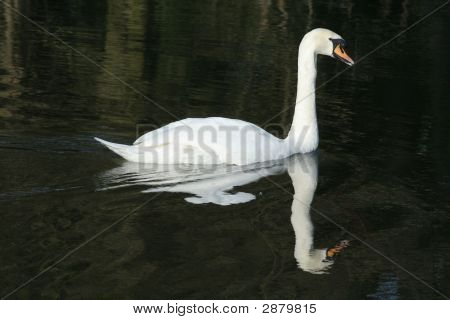 Łabędź