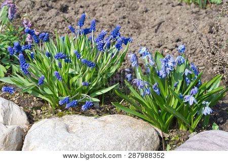 Muscari Flower (lat. Micah Latifolium Kirk) And Scilla Difolia On Spring Flowerbed In The Garden