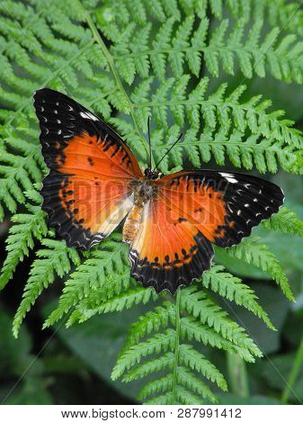 Red Lacewing (cethosia Biblis) Butterfly On Fern