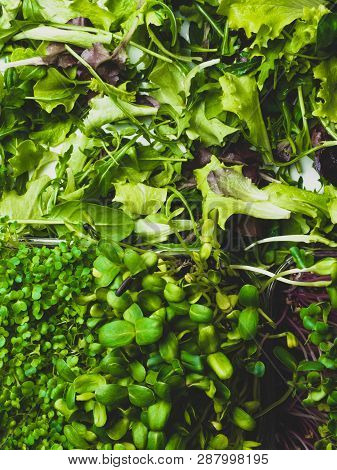 Close Up Green Greenery Background, Lettuce, Spinach, Microsprouts