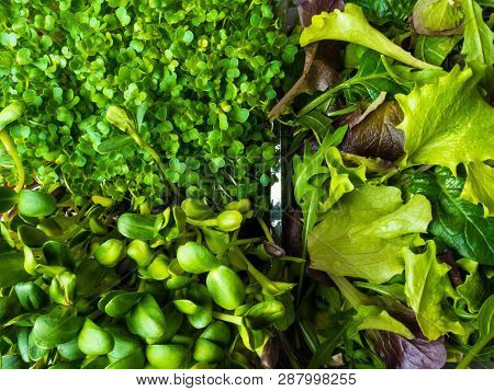 Close Up Green Greenery Background, Lettuce, Spinach, Microsprouts
