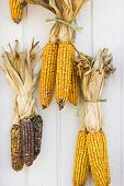 Fall Corn Decorations.