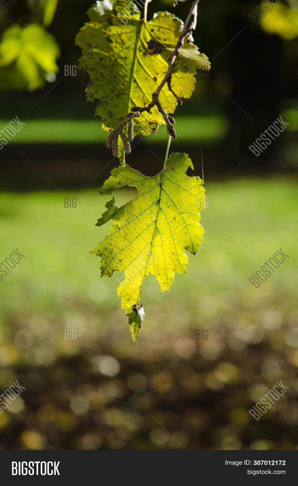 Close- Photo Autumn Image & Photo (Free Trial) | Bigstock