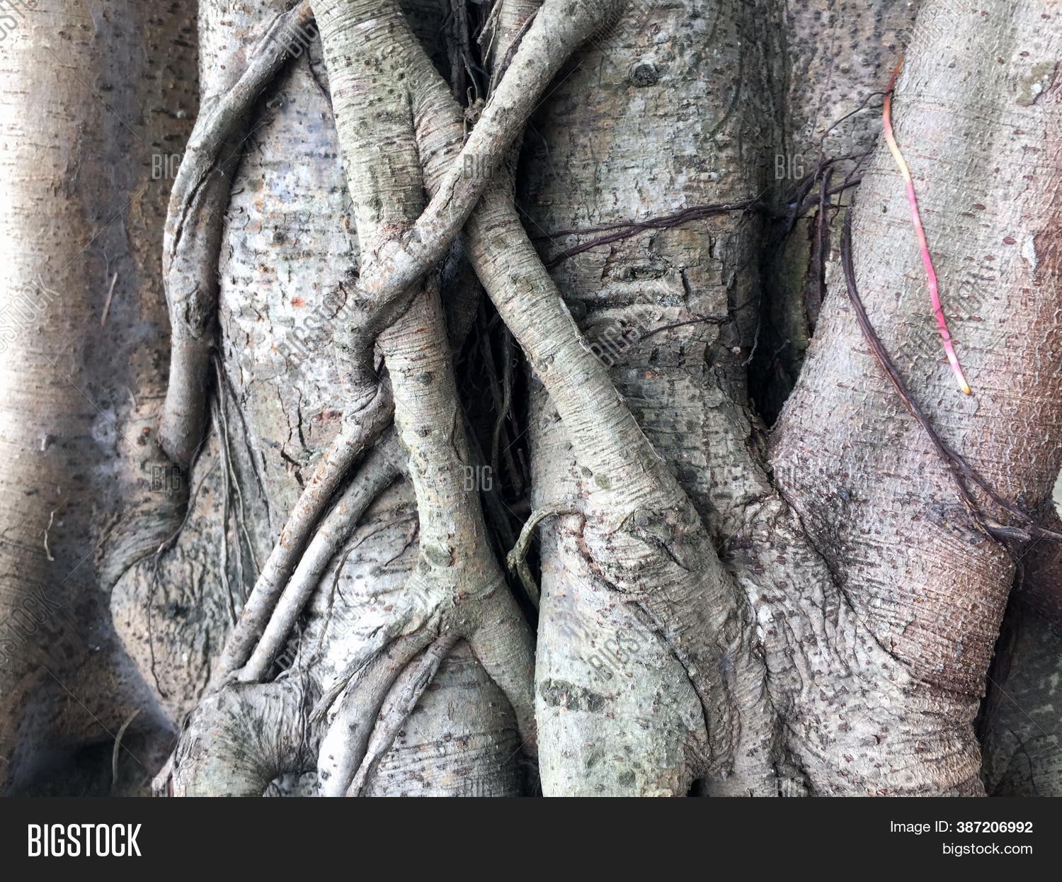 Pattern Gray Color Image & Photo (Free Trial) Bigstock