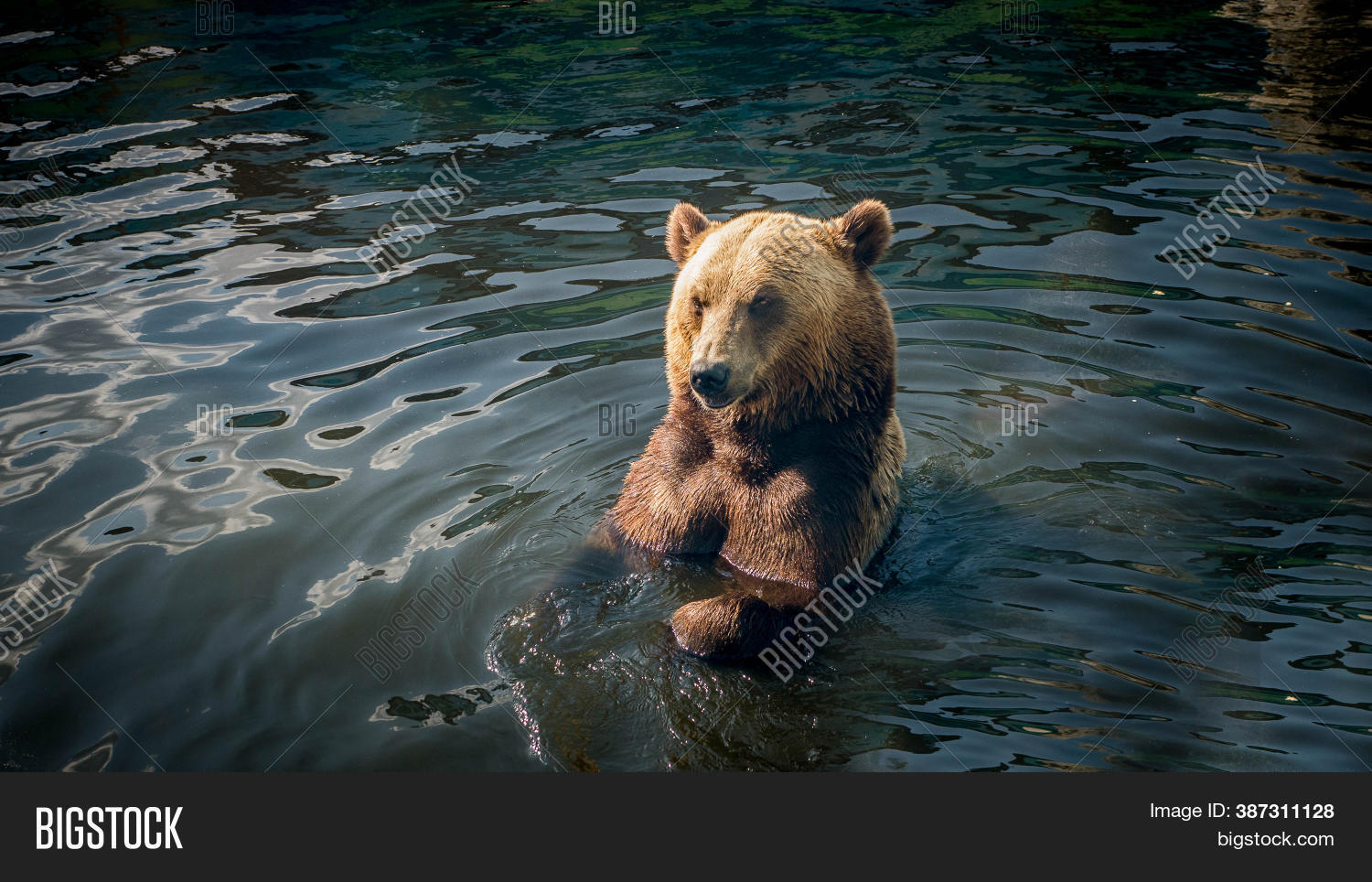 Brown Bear River Close Image & Photo (Free Trial) Bigstock