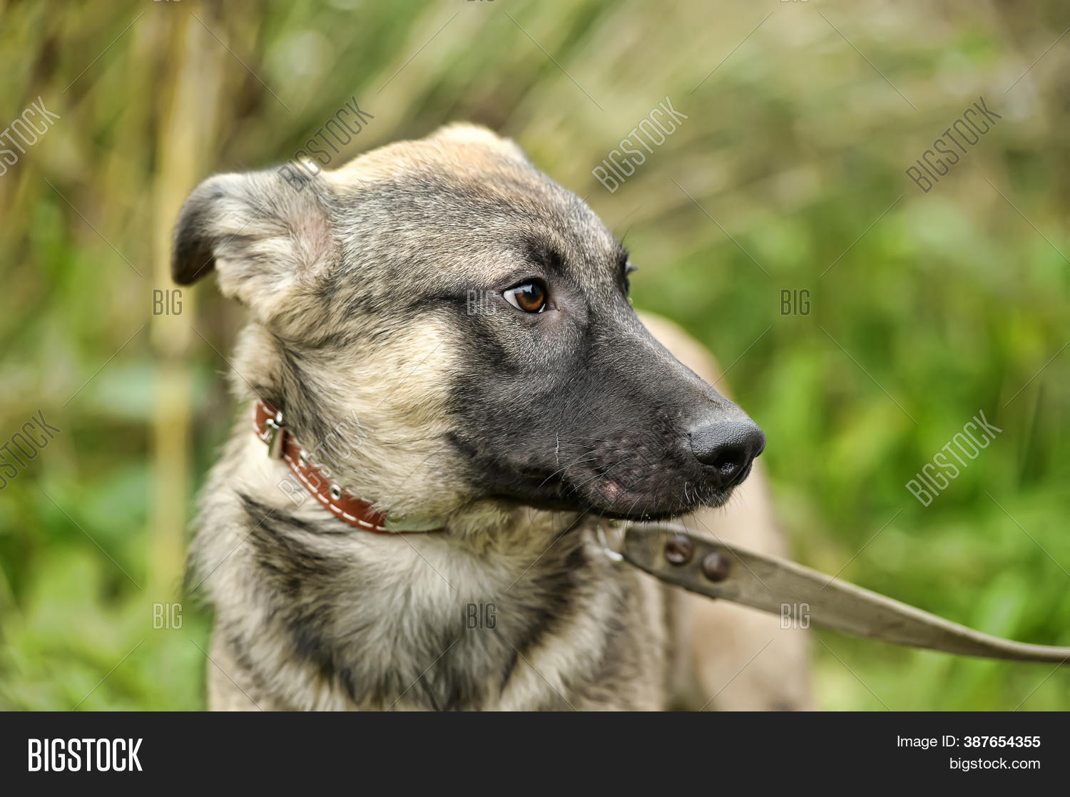 Gray Dog, Ears On Image & Photo (Free Trial) Bigstock