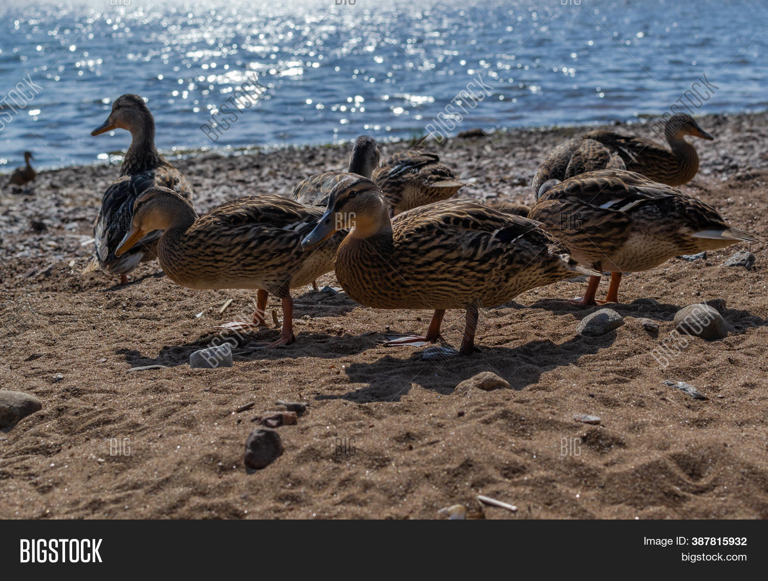 Group Ducks Walk On Image & Photo (Free Trial) Bigstock