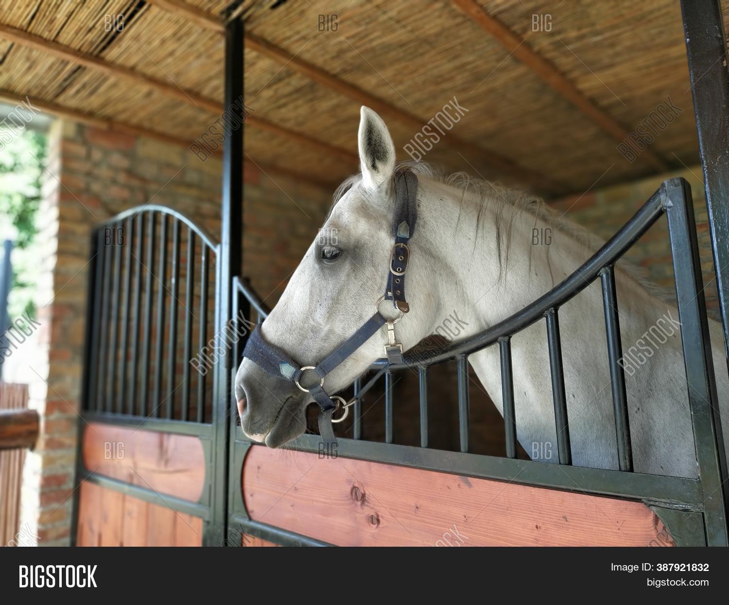 White Horse Stable. Image & Photo (Free Trial) Bigstock