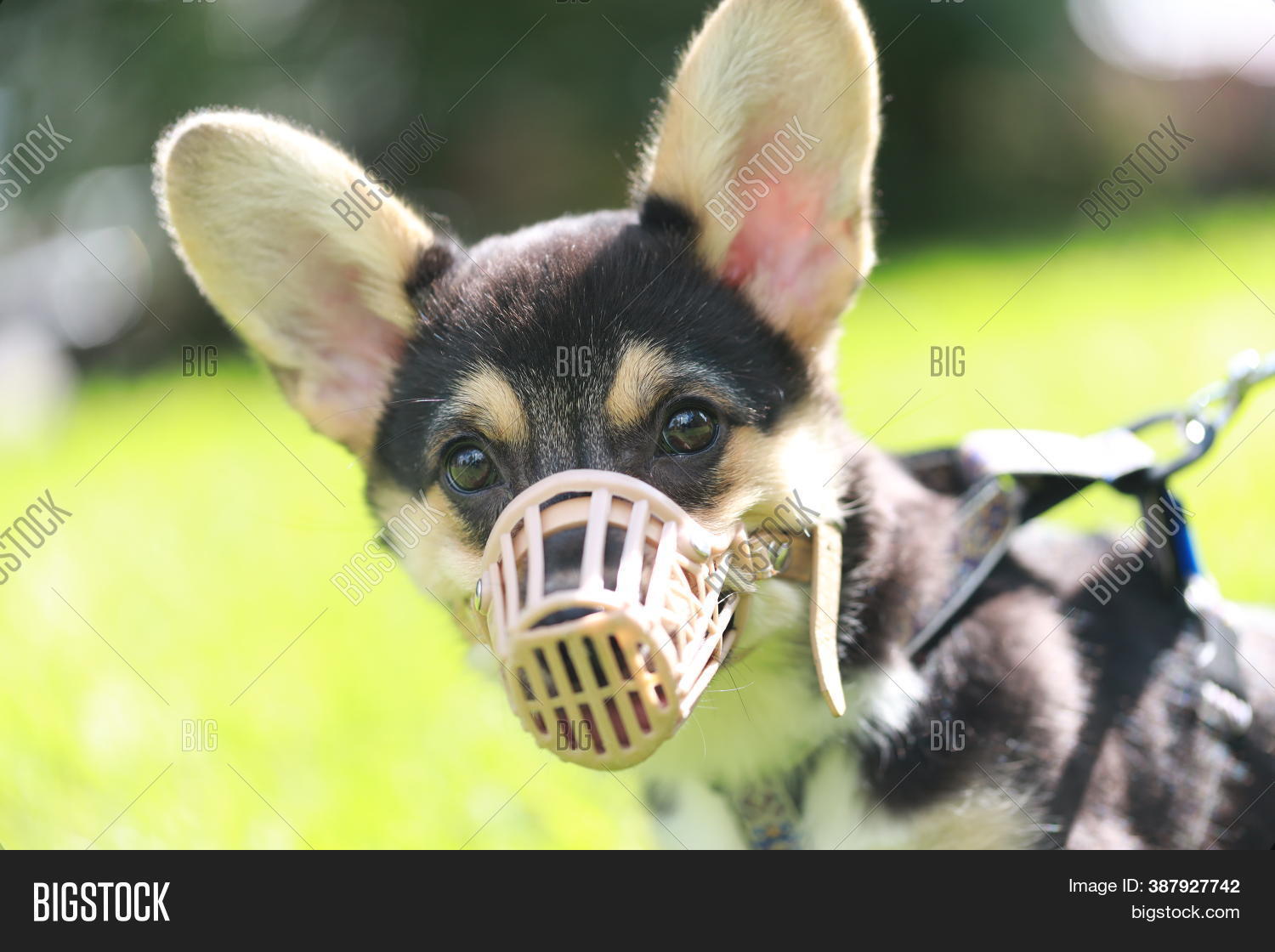 corgi muzzle