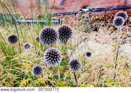 Blue Heads Of Great Globe Thistle. Echinops Sphaerocephalus, Glandular Globe-thistle, Pale Globe-thi