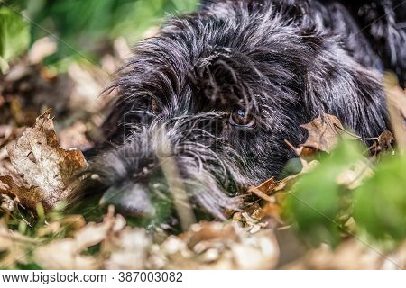 Deutsch-drahthaar Dog Handsome Lies In Green Grass, Beautiful Dog Portrait In Summer