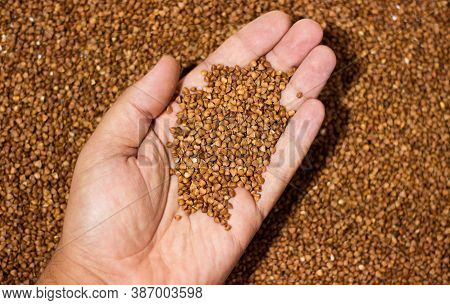Hand Holds Buckwheat. A Pinch Of Groats. Buckwheat On A White Background. Selected Buckwheat. Groats